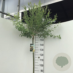 Salix integra 'Hakuro-nishiki' 150 cm stam 7,5L