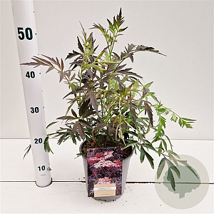 Sambucus nigra Black Lace 30-40 cm 2,5L