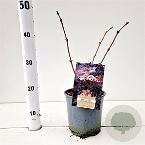 Sambucus nigra Black Lace 30-40 cm 2,5L