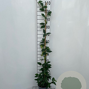 Trachelospermum jasminoides 100-125 cm 2,5L met stok