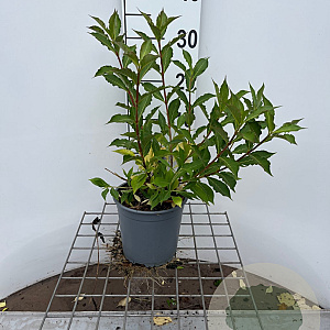 Weigela florida Pink Poppet 30-40 cm 2,5L