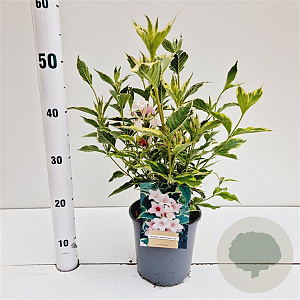 Weigela florida 'Variegata' 30-40 cm 2,5L