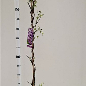 Wisteria frut. 'Amethyst Falls' 175-200 cm 25L