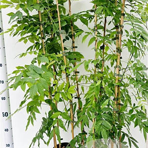 Wisteria sinensis 100-125 cm rozenpot 2L