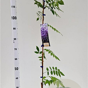 Wisteria sinensis 'Prolific' 100-125 cm rozenpot 2L
