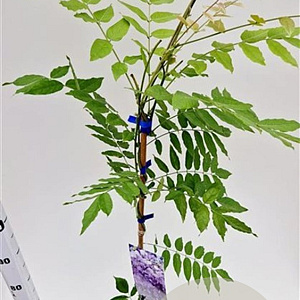 Wisteria sinensis 'Prolific' 100-125 cm rozenpot 2L
