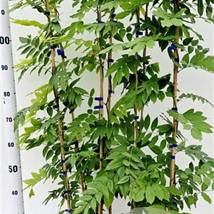 Wisteria sinensis 'Prolific' 100-125 cm rozenpot 2L