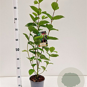 Cornus alba 'Sibirica' 40-50 cm 2,5L