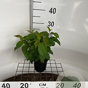 Cornus sericea 'Kelseyi' 25-30 cm C1.3