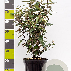 Elaeagnus ebbingei 60-80 cm 7,5L