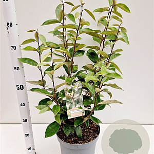 Elaeagnus ebbingei 60-80 cm 7,5L