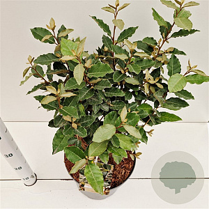 Elaeagnus ebb. 'Compacta' 50-60 cm 7,5L