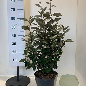 Elaeagnus ebb. 'Compacta' 50-60 cm 7,5L