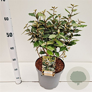 Elaeagnus ebb. 'Compacta' 50-60 cm 7,5L