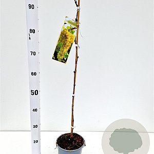 Vitis 'Bianca' 70-80 cm 2,5L