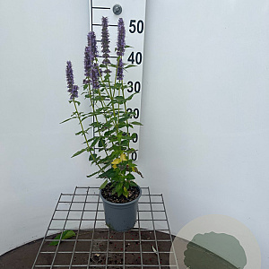 Agastache 'Blue Fortune' GM C1.3