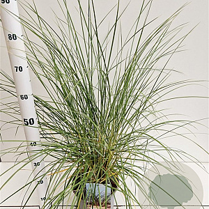 Ammophila arenaria 50-60 cm 4,0L