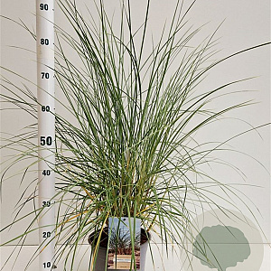 Ammophila arenaria 50-60 cm 4,0L