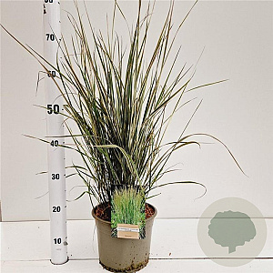 Calamagrostis acut. 'Overdam' 50-60 cm 4,0L
