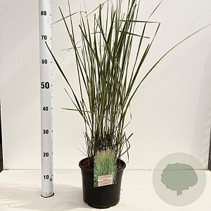 Calamagrostis acut. 'Overdam' 50-60 cm 4,0L