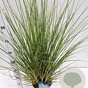 Cortaderia s. 'Sunningd. Silver' 40-60 cm 4,0L