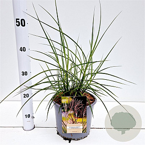 Miscanthus sin. 'Ferner Osten' 40-60 cm 4,0L