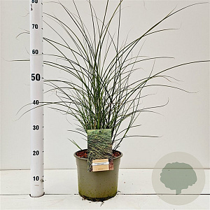 Miscanthus sin. 'Gracillimus' 60-80 cm 4,0L