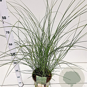 Miscanthus sin. 'Gracillimus' 60-80 cm 4,0L