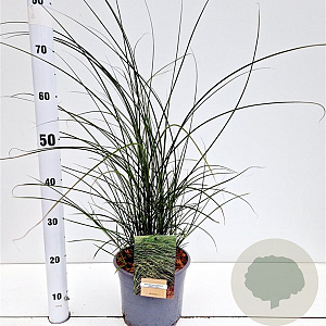 Miscanthus sin. 'Gracillimus' 60-80 cm 4,0L