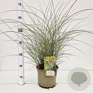 Miscanthus sin. 'Morning Light' 40-60 cm 4,0L