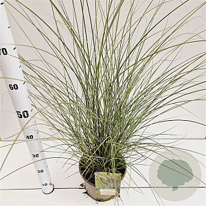 Miscanthus sin. 'Morning Light' 40-60 cm 4,0L