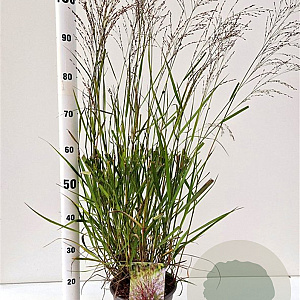 Panicum virgatum 'Squaw' 60-80 cm 4,0L