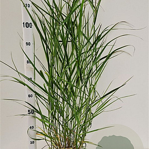 Panicum virgatum 'Squaw' 60-80 cm 4,0L