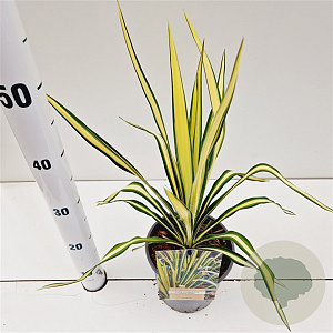Yucca filamentosa 'Color Guard' 25-30 cm 2,5L