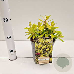 Escallonia 'Gold Ellen' 20-30 cm 2,5L