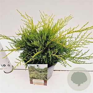 Juniperus media 'Old Gold' 20-30 cm 2,5L