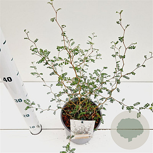 Sophora prostata 'Little Baby' 30-40 cm 2,5L