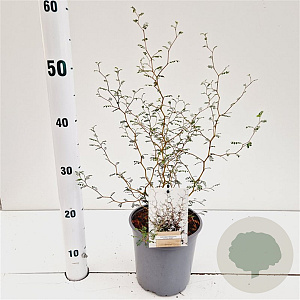 Sophora prostata 'Little Baby' 30-40 cm 2,5L