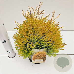 Thuja occ. 'Rheingold' 20-30 cm 2,5L