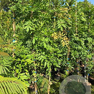 Wisteria formosa 'Issai Perfect' 175-200 cm 25L