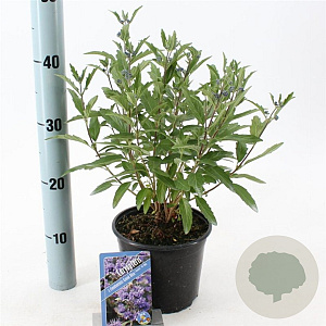Caryopteris cland. Grand Bleu 30-40 cm 2,0L