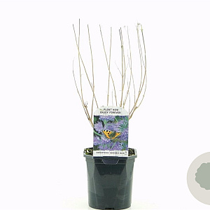 Caryopteris cland. 'Heavenly Blue' 30-40 cm 2,0L