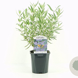 Caryopteris cland. 'Heavenly Blue' 30-40 cm 2,0L