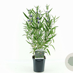 Caryopteris cland. 'Kew Blue' 30-40 cm 2,0L