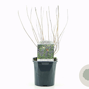 Caryopteris cland. 'Kew Blue' 30-40 cm 2,0L