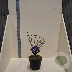 Hibiscus syr. Blue Chiffon 60-80 cm 10L