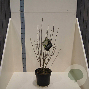 Hibiscus syr. White Chiffon 60-80 cm 10L