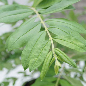 Ligustrum obtusifolium regelianum 30-40 cm 2,5L