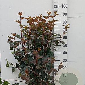 Physocarpus opulif. 'Diabolo' 80-100 cm 10L
