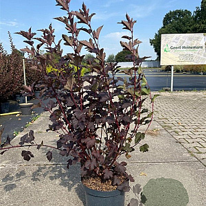 Physocarpus opulif. 'Diabolo' 80-100 cm 10L